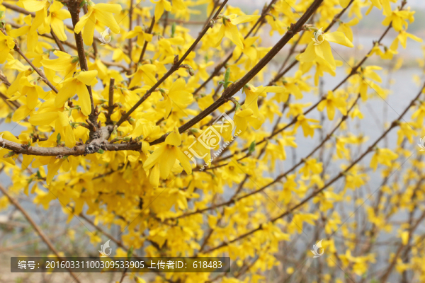 迎春花