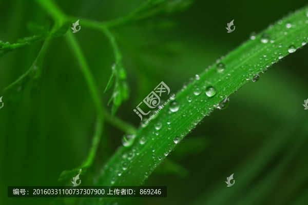 水珠