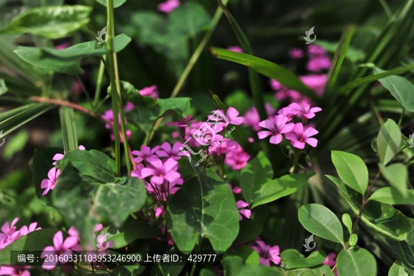 公園花草