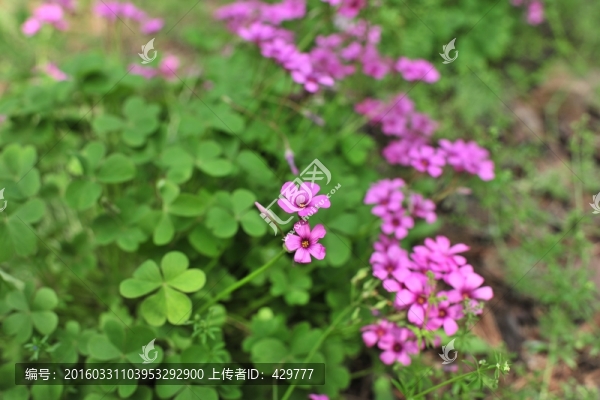 公園花草