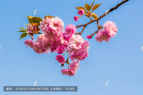 櫻花