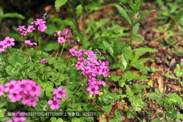 公園花草
