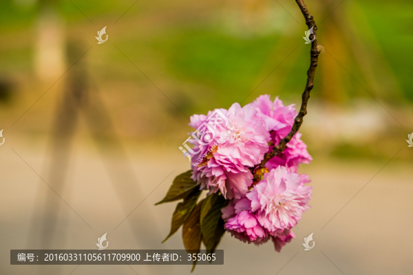 櫻花