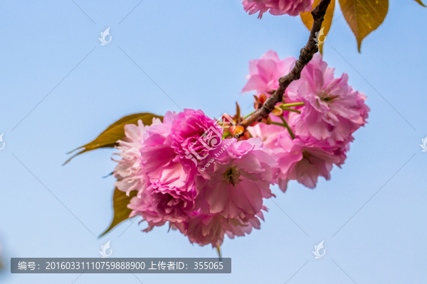 櫻花