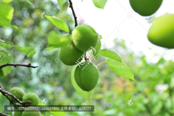 青杏