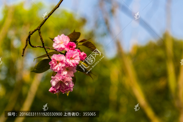 櫻花
