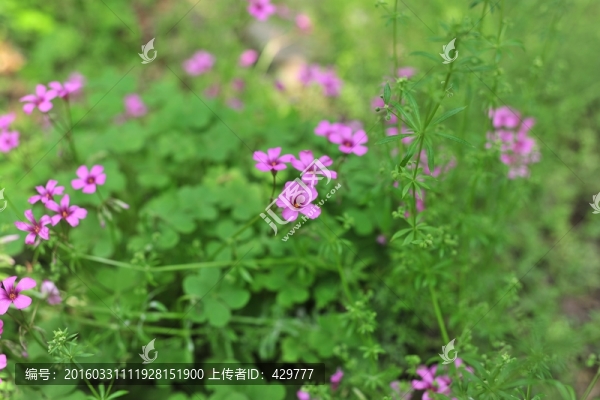 公園花草,,,小花