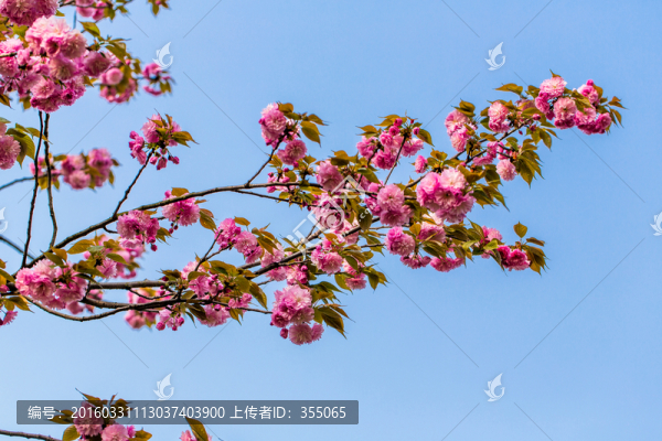 櫻花