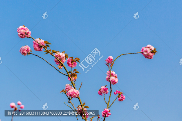 櫻花