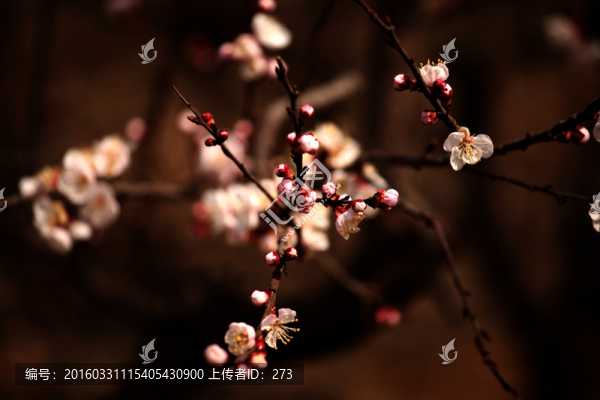 杏花