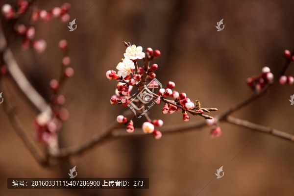 杏花