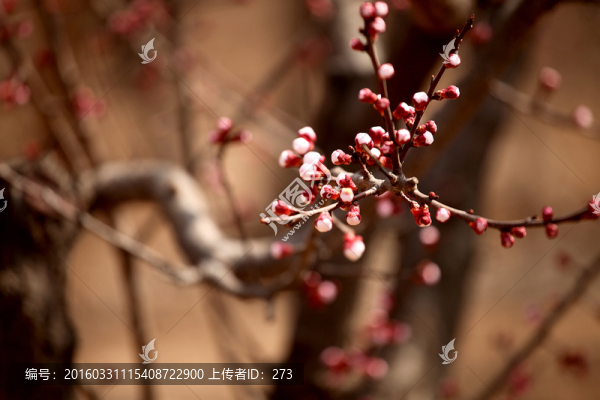 杏花