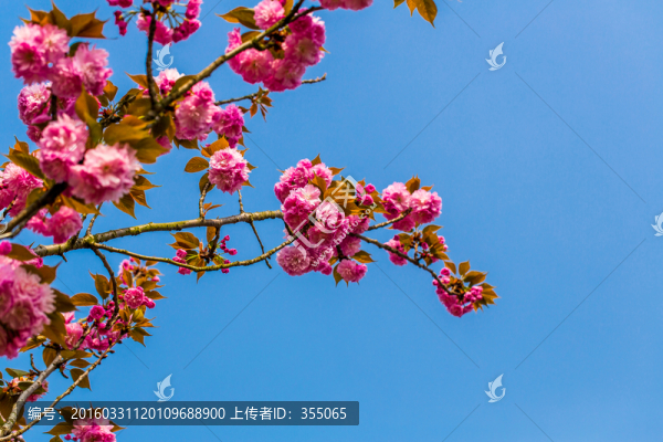 櫻花