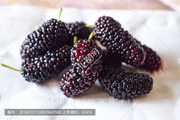 桑葚