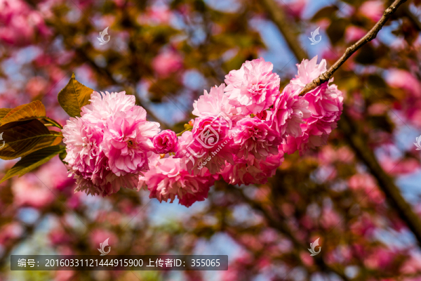 櫻花