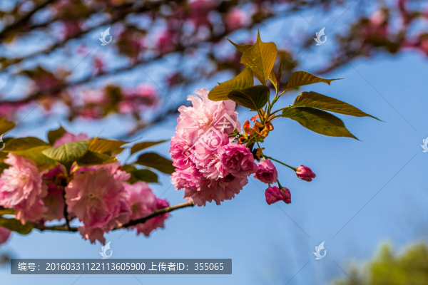 櫻花