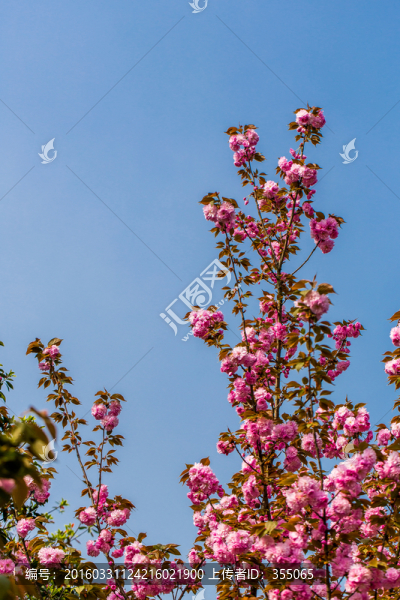 櫻花