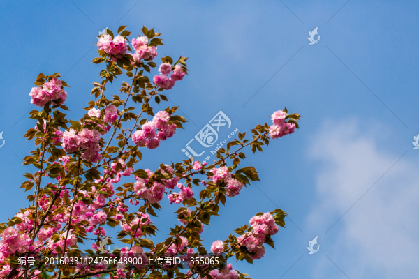 櫻花