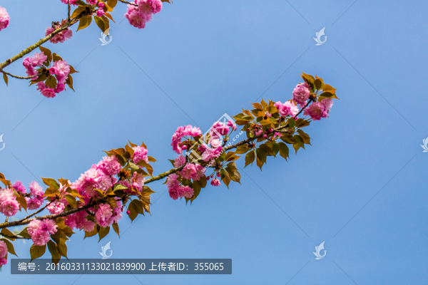 櫻花
