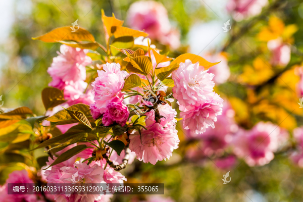 櫻花