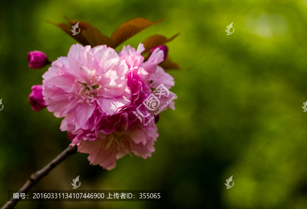 櫻花