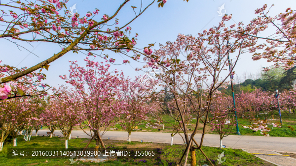 櫻花