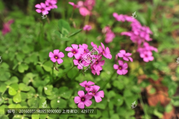 紫花,園林綠化,小花