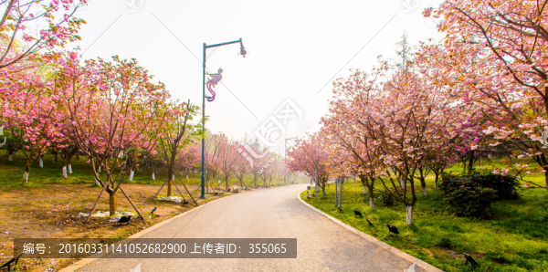 櫻花