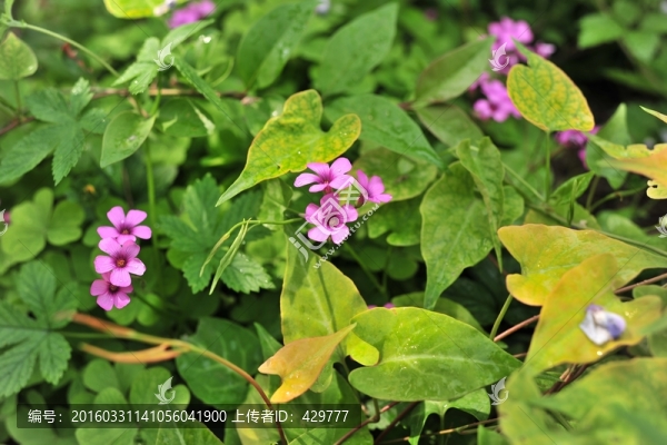 紫色花,綠化花草,,公園