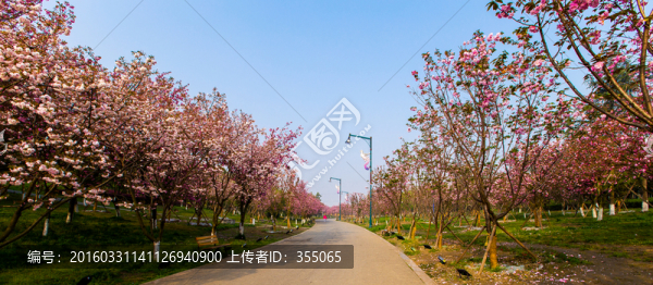 櫻花
