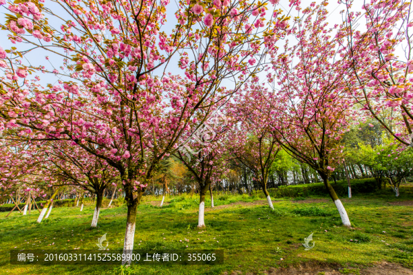 櫻花