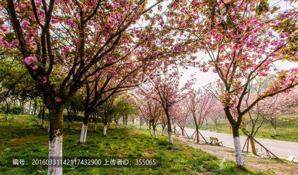 櫻花