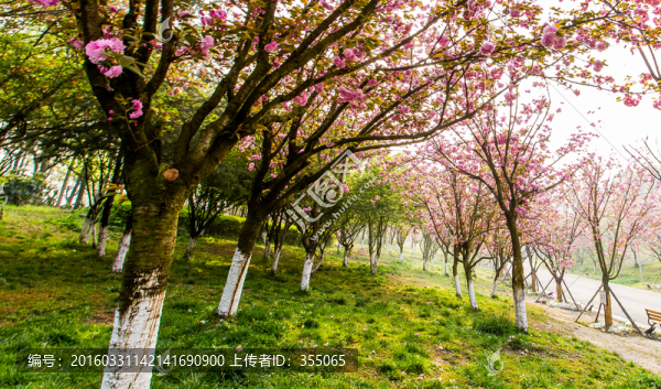 櫻花