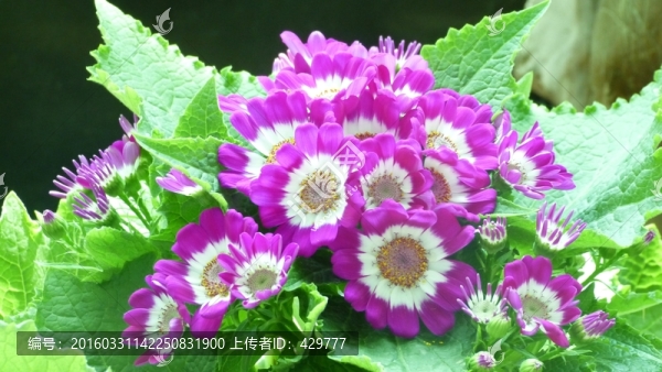 樓道綠植