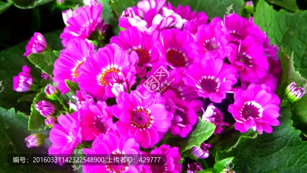 盆栽,樓道綠植