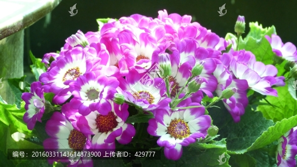 辦公室花卉