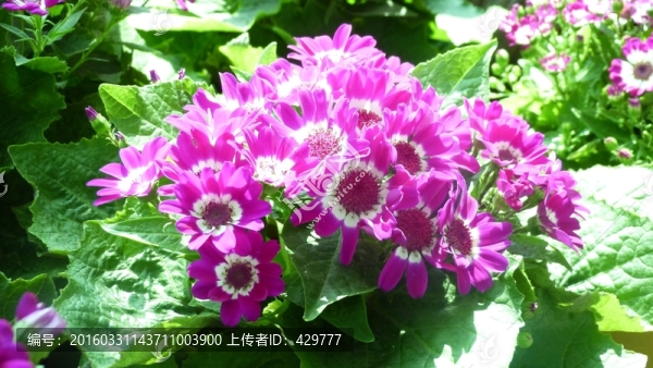 紅花綠葉