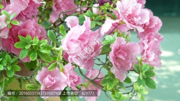 杜鵑花