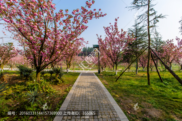 櫻花