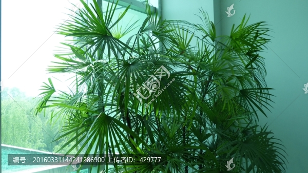 辦公樓盆景