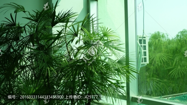 竹子,,辦公室盆景