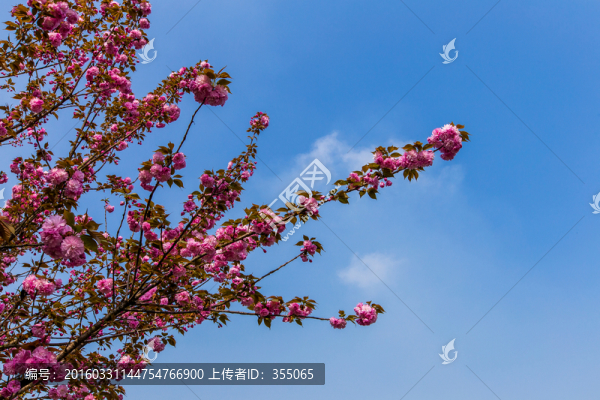 櫻花