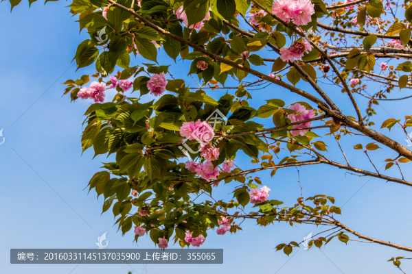 櫻花