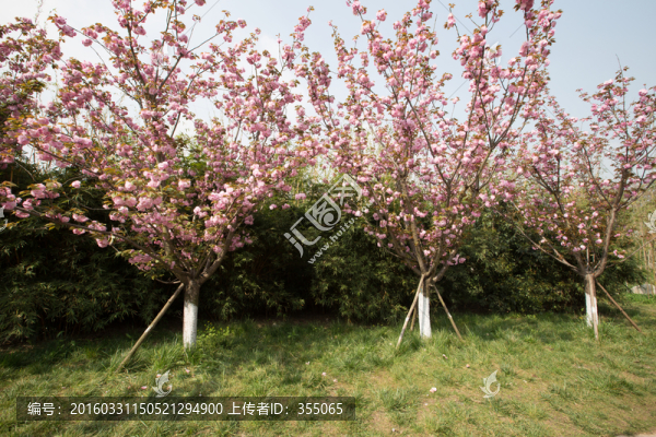 櫻花