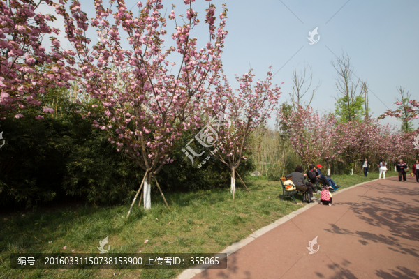 櫻花