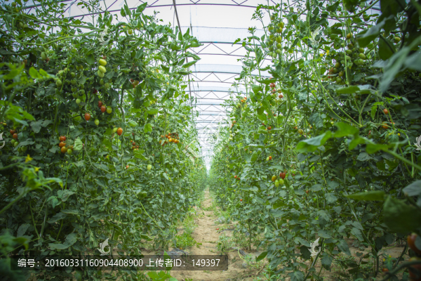 小西紅柿種植園