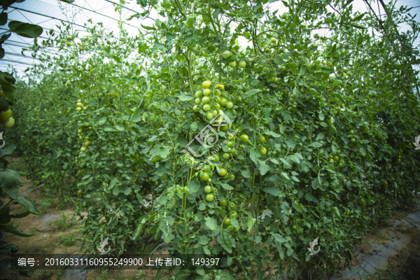 番茄種植園