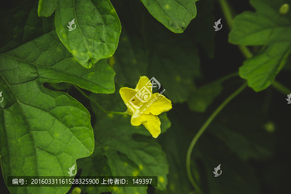 苦瓜花