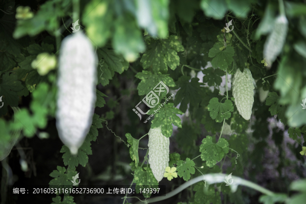 苦瓜種植