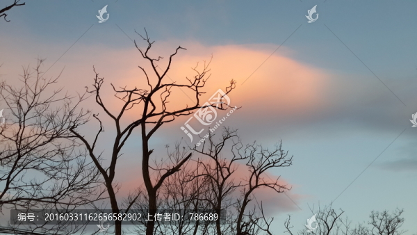 枯樹和彩云